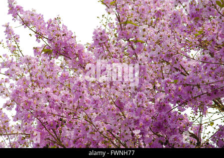 Inthanin fiori o regina mirto di crespo Foto Stock