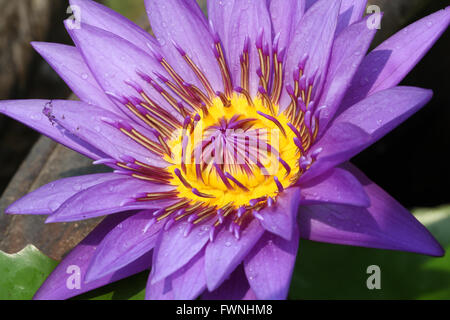 Macro Shot di porpora Ninfee lotus utilizzando in Spa Foto Stock