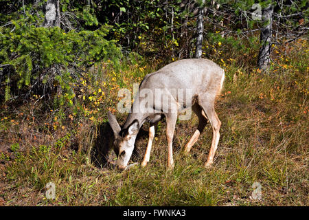 WY01451-00...WYOMING - un mulo cervo il pascolo in un prato vicino al lago di stringa nel Parco Nazionale di Grand Teton. Foto Stock