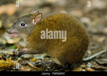 Muschiato di ratto canguro (Hypsiprymnodon moschatus) più piccolo dei Macropods, selvaggi Kuranda Parco Nazionale, Queensland, Australia Foto Stock