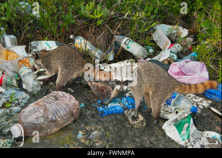 Procione pigmeo (Procione pygmaeus) specie gravemente minacciate, Isola di Cozumel, Messico. Rovistando nella spazzatura Foto Stock