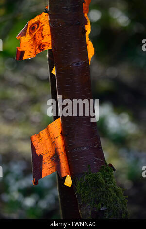 Betula albosinensis rosso Cinese betulla corteccia retroilluminato attraente brillantezza splendente di luce invernale giardinaggio giardino floreale RM Foto Stock