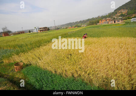 Kathmandu, Nepal. 06 apr, 2016. Una donna la rimozione di erba da la stagione di coltivazione di frumento a Chhampi, Lalitpur, Nepal. © Narayan Maharjan/Pacific Press/Alamy Live News Foto Stock