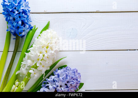 Rosa fresca, blu e bianco fiori giacinti nel raggio di luce sul dipinto di bianco sullo sfondo di legno. messa a fuoco selettiva. posto per tex Foto Stock