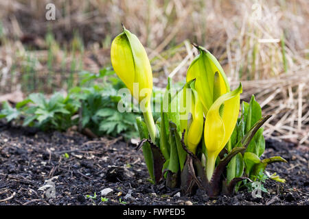 Lysichiton americanus. Western Skunk cavolo in un giardino inglese. Foto Stock