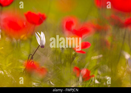 Il persiano violette (Cyclamen persicum), fotografato in Israele nel febbraio Foto Stock