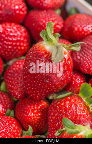 Fraise sur étalage de Marché Marsiglia Francia Foto Stock