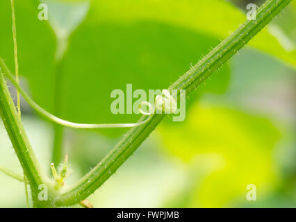 Una macro shot di una bella viticcio a spirale dal vitigno di melone Foto Stock