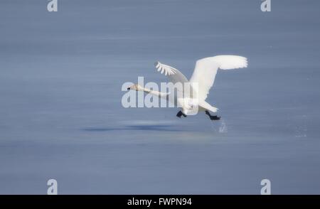 Whooper swan (Cygnus cygnus) prendendo il largo da un lago ghiacciato su una soleggiata giornata di primavera in Finlandia. Foto Stock