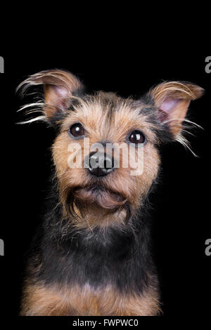 Ritratto di un border terrier su sfondo nero Foto Stock