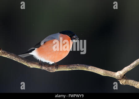 Ciuffolotto (Pyrrhula pyrrhula), maschio Foto Stock