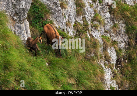 Camosci nei Carpazi romeni pendii montani Foto Stock