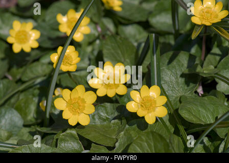 Lesser celandine, Ficaria verna, giallo brillante fiori sul ranuncolo impianto tipo a inizio primavera, Berkshire, Aprile Foto Stock