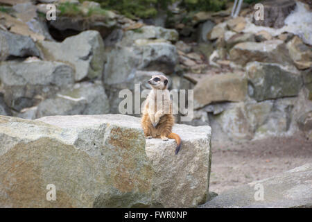 Un Meerkat Foto Stock