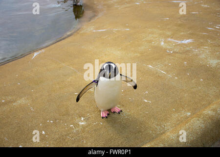 Un pinguino Foto Stock