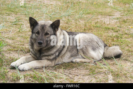 Elkhound norvegese grigio sdraiati sull'erba Foto Stock