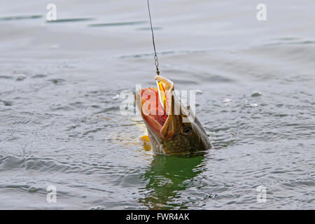 Agganciate il Nord luccio (Esox lucius) nel lago catturati con esca su di una linea di pesca Foto Stock