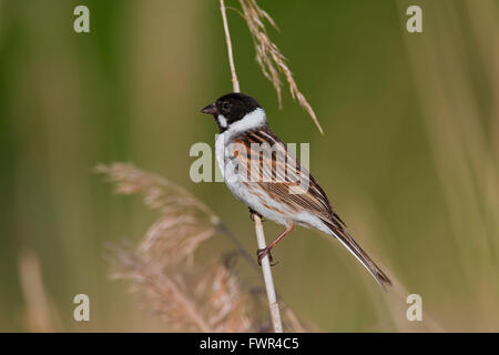 Comune di reed bunting (Emberiza schoeniclus) maschio appollaiato sul gambo reed in reedbed Foto Stock