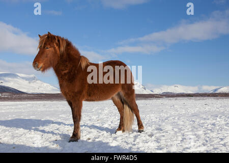 Cavallo islandese (Equus caballus ferus / Equus Scandinavicus) in pesante cappotto invernale sulla neve in Islanda Foto Stock