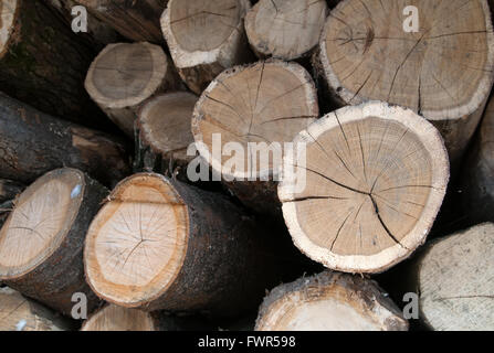 Immagine della legna da ardere secca prevista in un heap Foto Stock