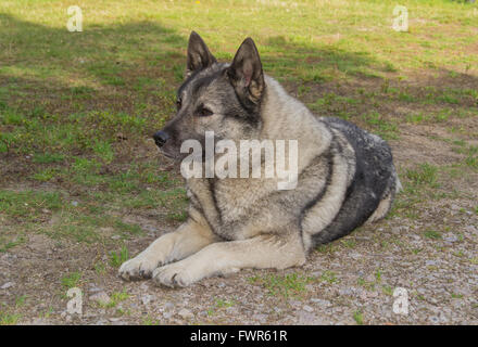 Elkhound norvegese grigio sdraiati sull'erba Foto Stock