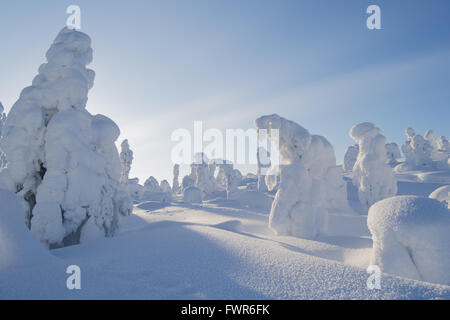 Coperta di neve alberi in fells della Lapponia finlandese Foto Stock