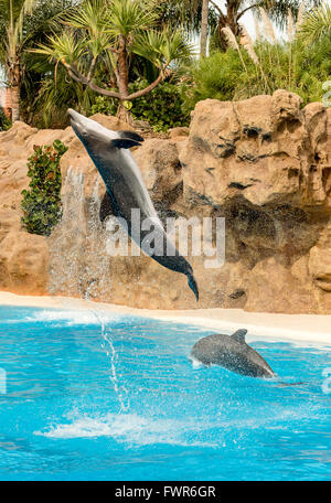 I delfini in esecuzione al loro parque, Puerto de la Cruz Tenerife Foto Stock