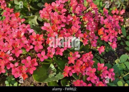 Rosa fiori kalanchoe Foto Stock