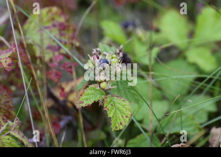 Dewberry europea (Rubus caesius) frutta. Foto Stock