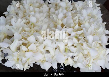 Bianco profumato tuberosa ghirlanda di fiori collane in attesa di visitatori in Hawaii Foto Stock