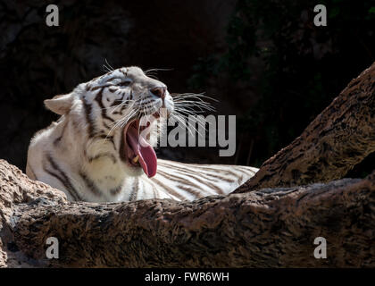 Tigre bianca del Bengala sbadigli Foto Stock