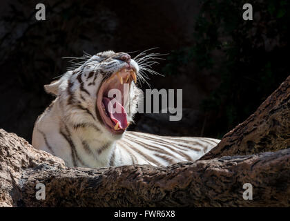 Tigre bianca del Bengala sbadigli Foto Stock