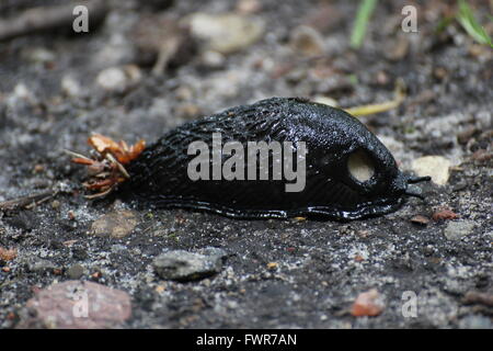 Nero (slug Arion ater) sul terreno. Foto Stock