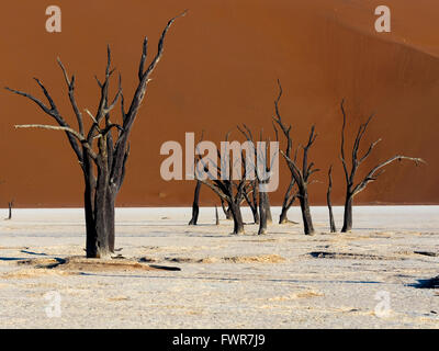 Morto il camel Thorn trees (Vachellia erioloba) in Dead Vlei davanti di dune di sabbia, salina, Sossusvlei, Namib Desert Foto Stock