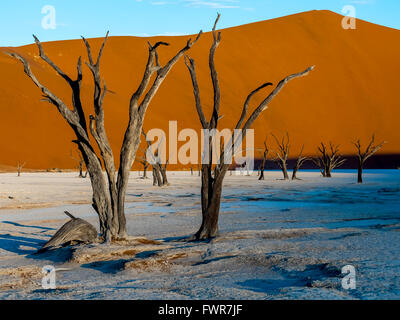 Morto il camel Thorn trees (Vachellia erioloba) in Dead Vlei davanti di dune di sabbia, salina, Sossusvlei, Namib Desert Foto Stock