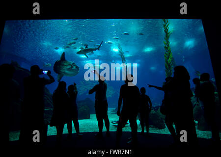 Gli ospiti in piedi di fronte ad un acquario marino, Ocean sunfishes e squali nel bacino dell'Oceanarium nel parco del Foto Stock