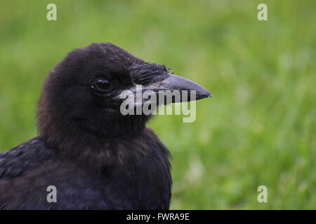 Carrion crow (Corvus corone) close-up. Foto Stock