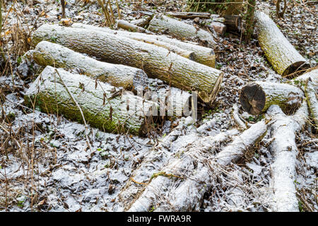 Il carburante invernale. Segati registri su un bosco invernale pavimento coperto da un sottile strato di neve, England, Regno Unito Foto Stock