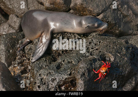 A sally lightfoot crab nascondendo da una sealion sui massi di lava che la linea di riva a North Seymour nelle Galapagos Foto Stock