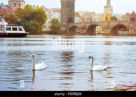 Cigni sul fiume Moldava vicino al Ponte di Carlo, la città vecchia di Praga, Repubblica Ceca Foto Stock