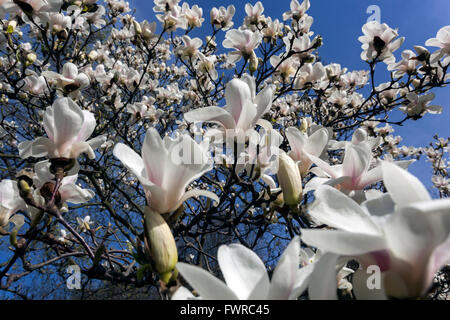 Magnolia albero fiorisce fiori bianchi sui rami fiorenti giardino primaverile contro il cielo blu Foto Stock