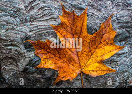 Un arancione maple leaf su una roccia a trama in autunno nel Parco Nazionale di Acadia, isola di Mount Desert, Maine. Foto Stock