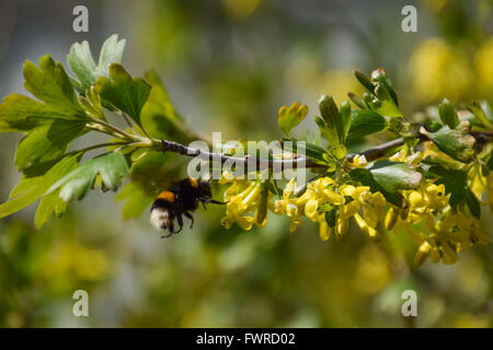 Bumblebee sui fiori di ribes dorato. Impollinazione di piante da insetti. Foto Stock