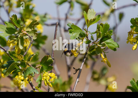 Bumblebee sui fiori di ribes dorato. Impollinazione di piante da insetti. Foto Stock