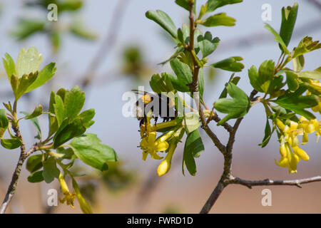 Bumblebee sui fiori di ribes dorato. Impollinazione di piante da insetti. Foto Stock