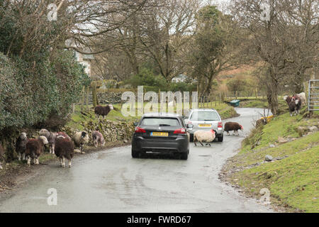 Il traffico che passa attraverso il Lakeland Village di Buttermere fermato da polli e pecore Herdwick sulla strada Foto Stock