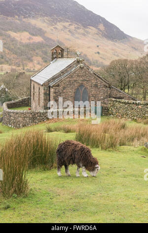 Herdwick pascolo di ovini da St James' chiesa nel villaggio di Buttermere, Lake District, Cumbria, England, Regno Unito Foto Stock