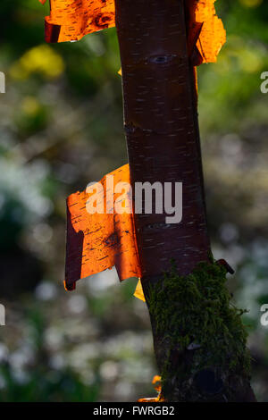 Betula albosinensis rosso Cinese betulla corteccia retroilluminato attraente brillantezza splendente di luce invernale giardinaggio giardino floreale RM Foto Stock