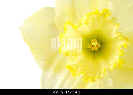 Close up giallo pallido daffodil su sfondo bianco Foto Stock