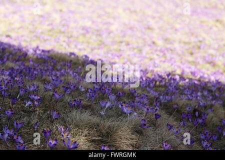 Monti Tatra, crochi nella valle Chocholowska Foto Stock